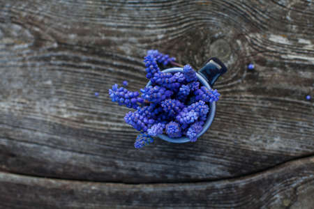 grape hyacinth on old wooden surfaceの写真素材