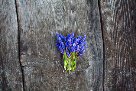 grape hyacinth on old wooden surfaceの写真素材