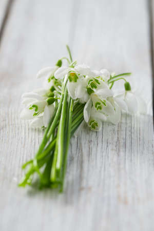 snowdrop on wooden surfaceの写真素材