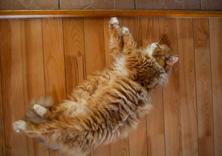 fluffy red cat lying on the floorの写真素材