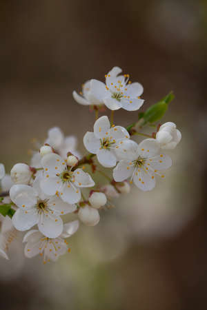 cherry blossoms on a spring day