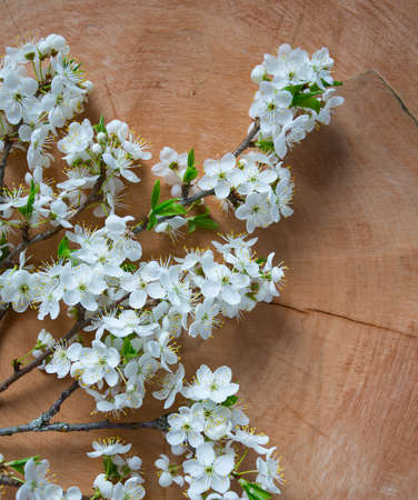 spring blossoms on wooden surfaceの写真素材