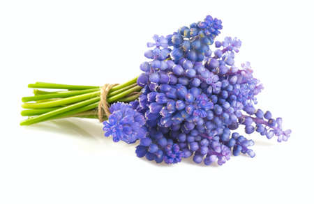 grape hyacinth isolated on white backgroundの写真素材