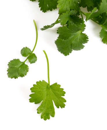bundle of cilantro isolated on whiteの写真素材