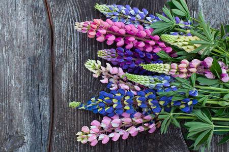 variety of lupin flowers on wooden surfaceの写真素材