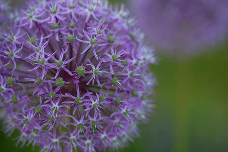 growing alium flowersの写真素材