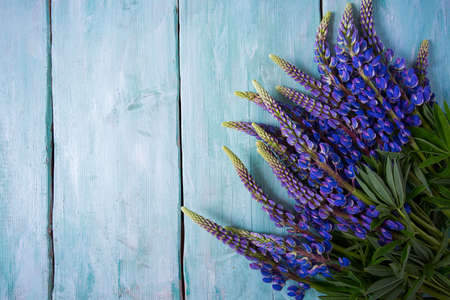 lupines on turquoise surfaceの写真素材