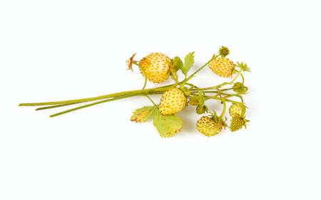 wild strawberries isolated on white