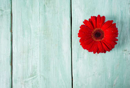 gerbera flower on wooden surfaceの写真素材
