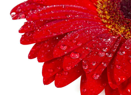 red gerbera isolatedの写真素材