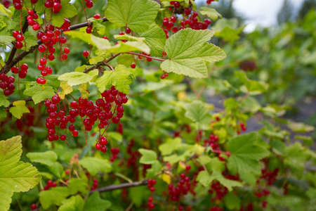 red currant bush