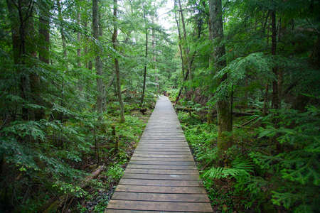 Tranquil idyllic forest way
