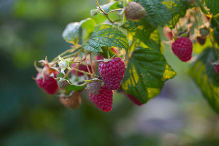 raspberries growing in garden