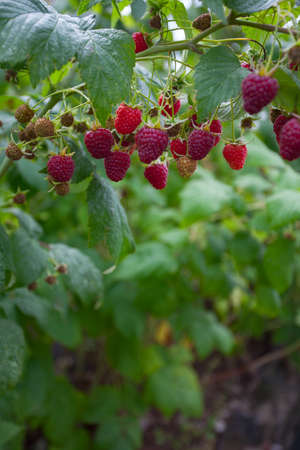 growing raspberries in garden