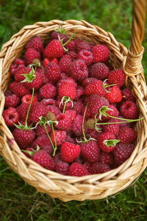 raspberries in basket