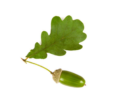 acorns isolated on white backgroundの写真素材
