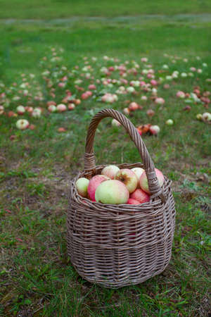 basket with apples