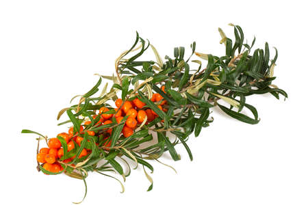 sea buckthorn isolated on whiteの写真素材