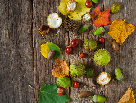 Acorns and chestnuts on wooden rustic tableの写真素材