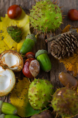 Acorns and chestnuts on wooden rustic tableの写真素材