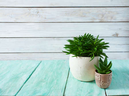 Collection of various cactus and succulent plantsの写真素材