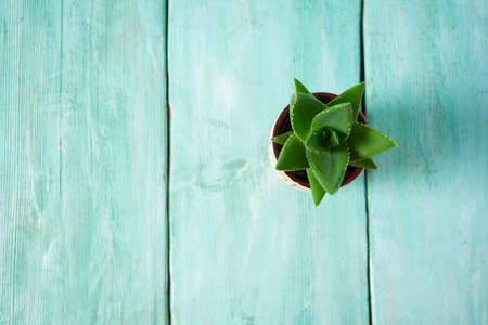 beautiful succulent flower in pot on turquoise wooden surface