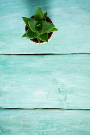 beautiful succulent flower in pot on turquoise wooden surface