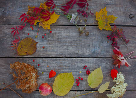 autumn leaves, berries and flowersの写真素材