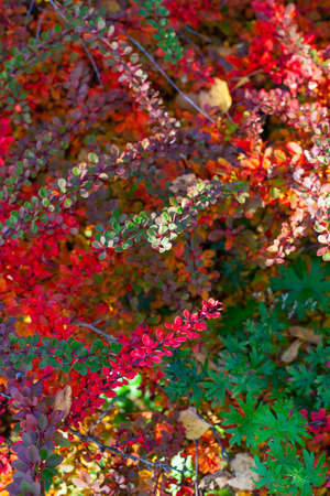 beautiful autumn bushes with colorful tiny leavesの写真素材