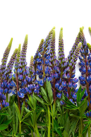 Lupine flower isolated on white