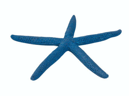 sea star isolatedの写真素材