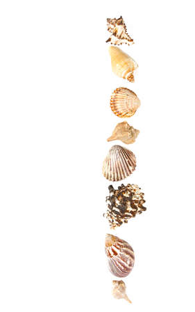 sea shells isolated on white