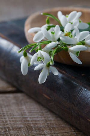 snowdrop on an old bookの写真素材