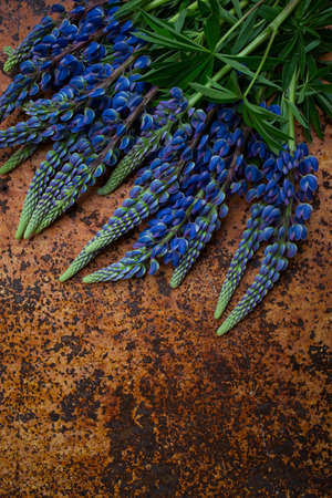lupin flowers on rustic metallic surfaceの写真素材