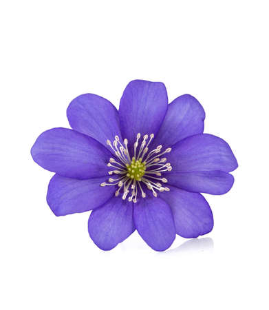 ミスミソウの写真 イラスト素材一覧 2 094件 ストックフォトのamanaimages Plus