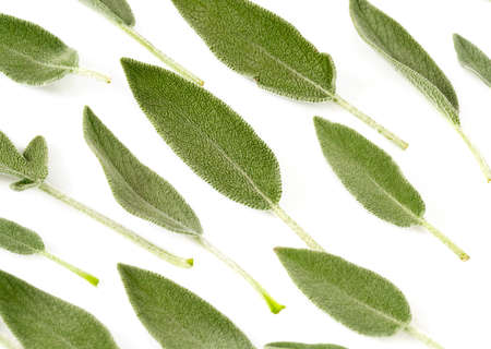 sage leaves isolated on whiteの写真素材