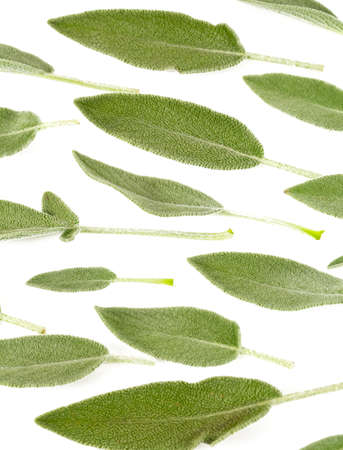 sage leaves isolated on whiteの写真素材