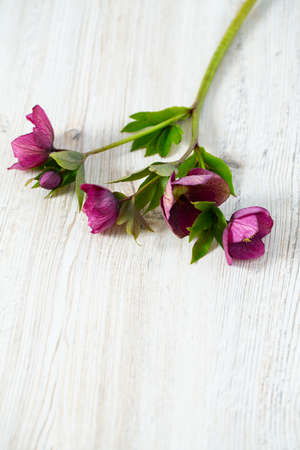 helleborus flower on wooden surfaceの写真素材