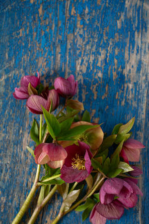 helleborus flower on wooden surfaceの写真素材