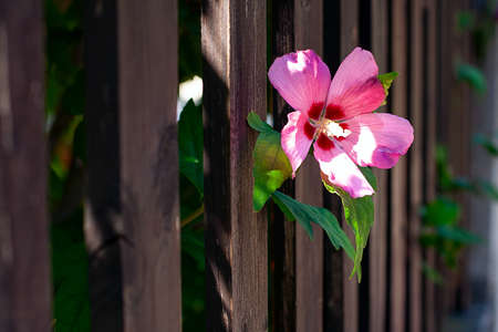 pink hibiscus at the wooden fenceの写真素材