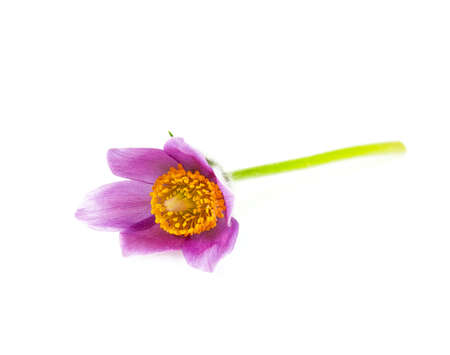 Pulsatilla vulgaris isolated on white