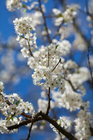 Cherry blossoms on a spring day
