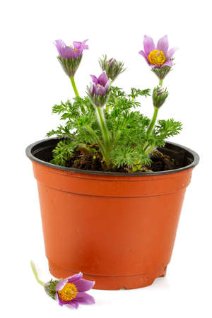 Pulsatilla vulgaris isolated on whiteの写真素材