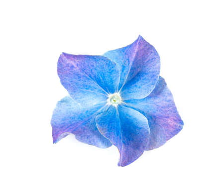 Blue hydrangea flower isolated on whiteの写真素材