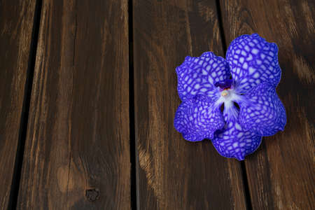 purple orchid flower on wooden surfaceの写真素材