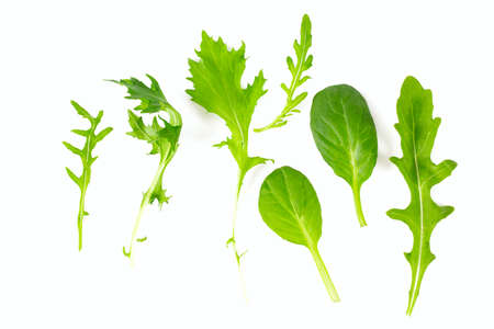 lettuce mix isolated on white backgroundの写真素材