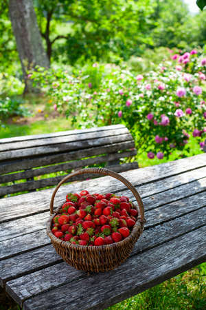 basket full of strawberries in a beautiful gardenの写真素材