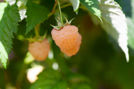ripe yellow raspberries on a bush