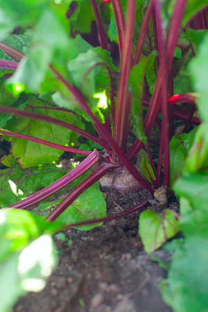 healthy ecological beets growing in summer