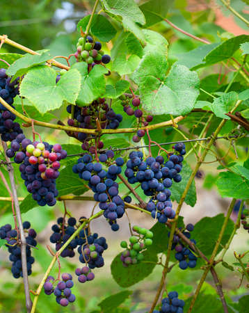 growing grapes on the Vineの写真素材